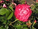 RSM K5 rose photo