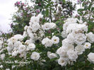 Mühle Hermsdorf rose photo