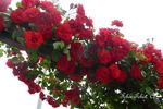 Tchin-Tchin, Cl. rose photo