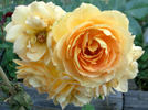 Eureka ™ rose photo