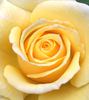 Peter Alonso rose photo