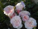 Antique Rose rose photo