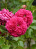 Boule de Feu rose photo