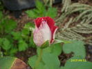 Snowfire rose photo