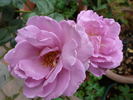 Harry Edland rose photo