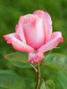 Aveline Gaujard rose photo