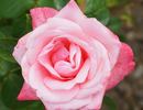 Aveline Gaujard rose photo