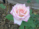 Raspberry Swirls rose photo