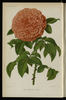 Marguerite Jamain rose photo