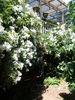 Chalice Well rose photo