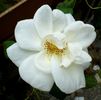 Casa Blanca rose photo