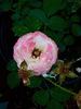 Golden Angel X “R. Soulieana - Ralph Moore’s Putative version” rose photo