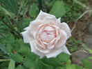 White Gene Boerner rose photo