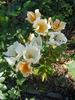 Citronella rose photo