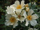 Citronella rose photo