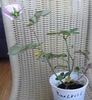 Die Einzige rose photo