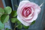 Die Einzige rose photo