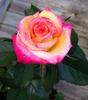 Conundrum ™ rose photo