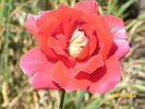 Forty-niner rose photo