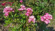 Rotraut rose photo