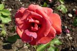 Apogée ® rose photo