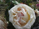 Madame de Tartas rose photo