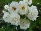 White Meilove rose photo