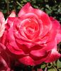 Beautiful Dreamer rose photo