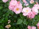 Jacky's Favorite rose photo