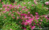 Lenné Rose rose photo