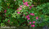 Lenné Rose rose photo