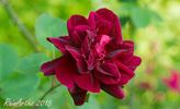 Prince Yugala rose photo