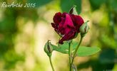 Prince Yugala rose photo