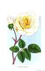 Adrienne Christophe rose photo