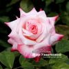 Big Apple ® (hybrid tea, J rose photo