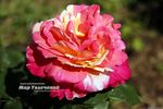 Variegata di Barni rose photo