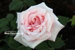 Donna Marella Agnelli rose photo