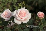 Donna Marella Agnelli rose photo