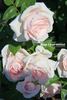 Donna Marella Agnelli rose photo