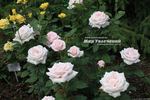 Donna Marella Agnelli rose photo