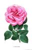 Eugénie Verdier rose photo