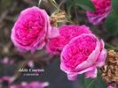 Adèle Courtois rose photo