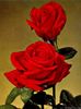 Indiana rose photo