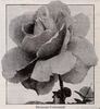 Dickson's Centennial rose photo