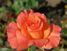 Sundowner rose photo