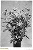 Lillian Moore rose photo