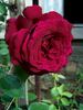 Magia Nera rose photo