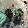 Cineraire rose photo