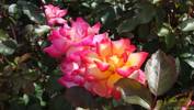 Rainbow Sorbet ™ rose photo