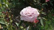 Cologne rose photo